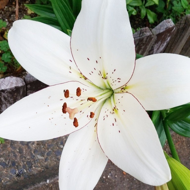 六枚の好き嫌い好き百合の花 詠み人さくら Note 六枚の好き嫌い好き百合の花 詠み人さくら Note