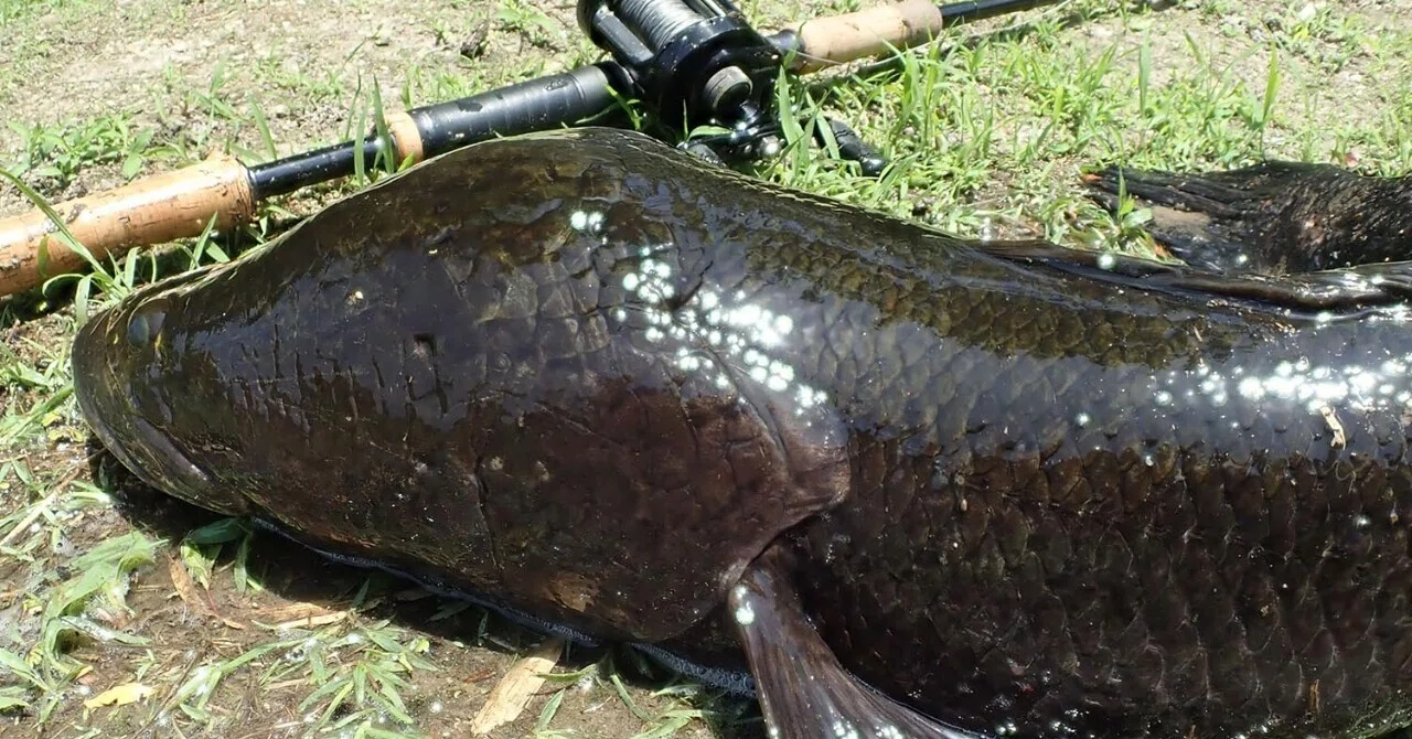 A Sneak Peek at Forbidden Snakehead Fishing] The First and Last