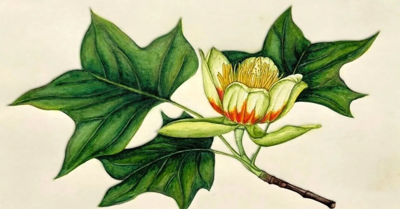 【絵画】ボタニカルアート　「かのこゆり」原画 植物画・ボタニカルアート】ユリノキは見上げる花｜かりあ