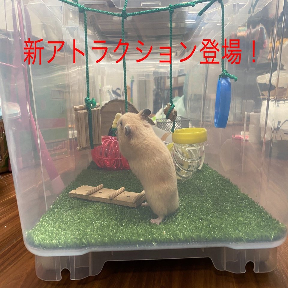 ハムスター飼育日記40日目 6 4 サトウショウヘイ Note