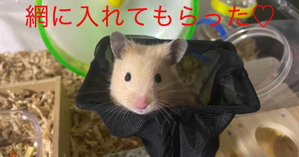 ハムスター飼育日記40日目 2020 6 4 サトウショウヘイ Note