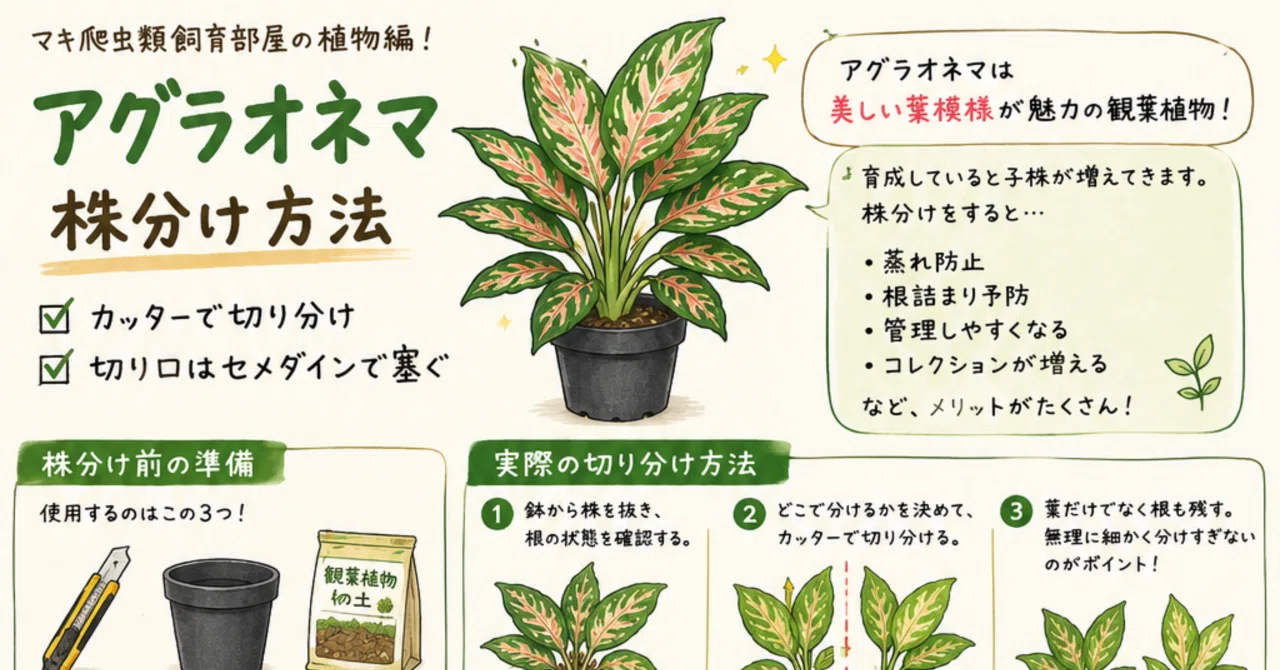 アグラオネマカーティシー 株分け前　4株 No.14 アグラオネマの株分け｜マキ爬虫類飼育部屋