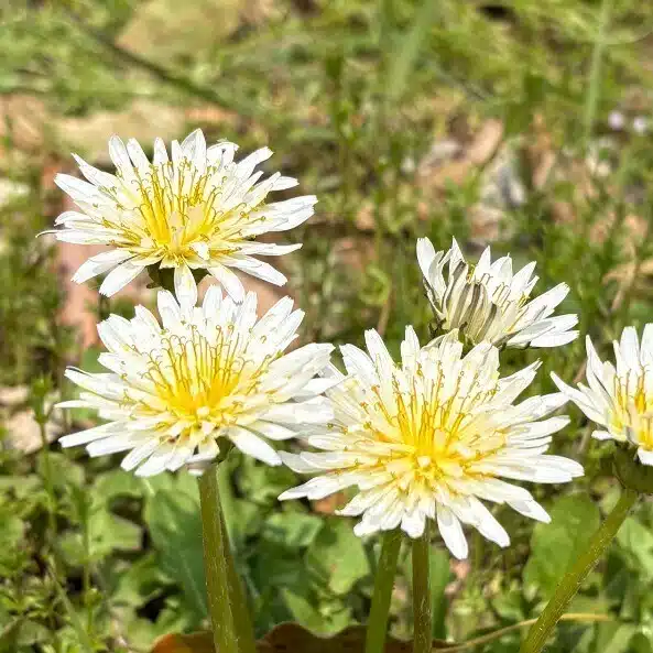 自分がこの地球の一部であることを確かめる【ぴこぽん】