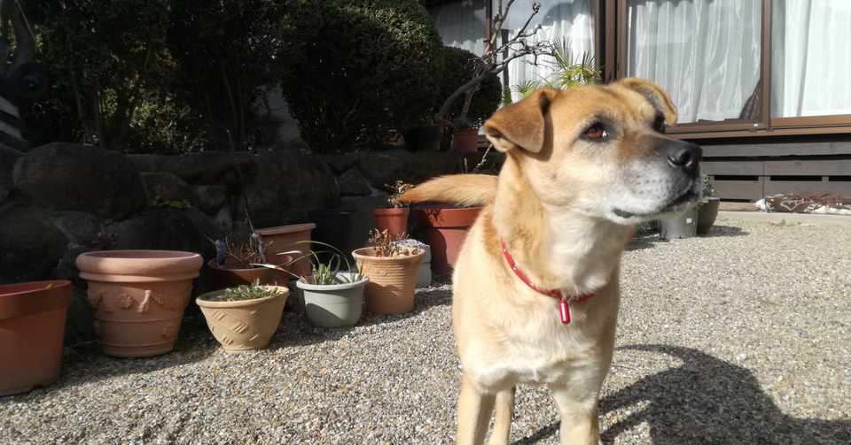 フィラリア症だった愛犬が死んだ日 Rina Note