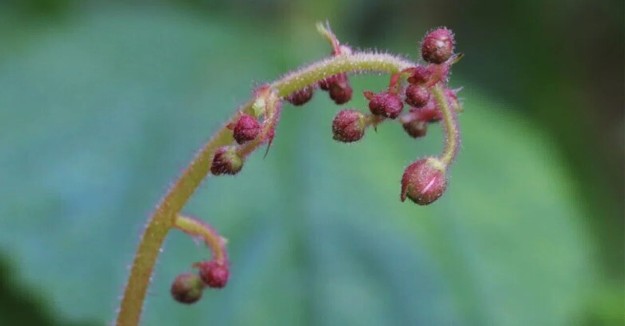 ユキノシタ （雪の下） の 花茎 （花序） に 疎ら に 付いた… 赤い 蕾 たち｜梶山こうじ（Kaji-G ART WORKS）