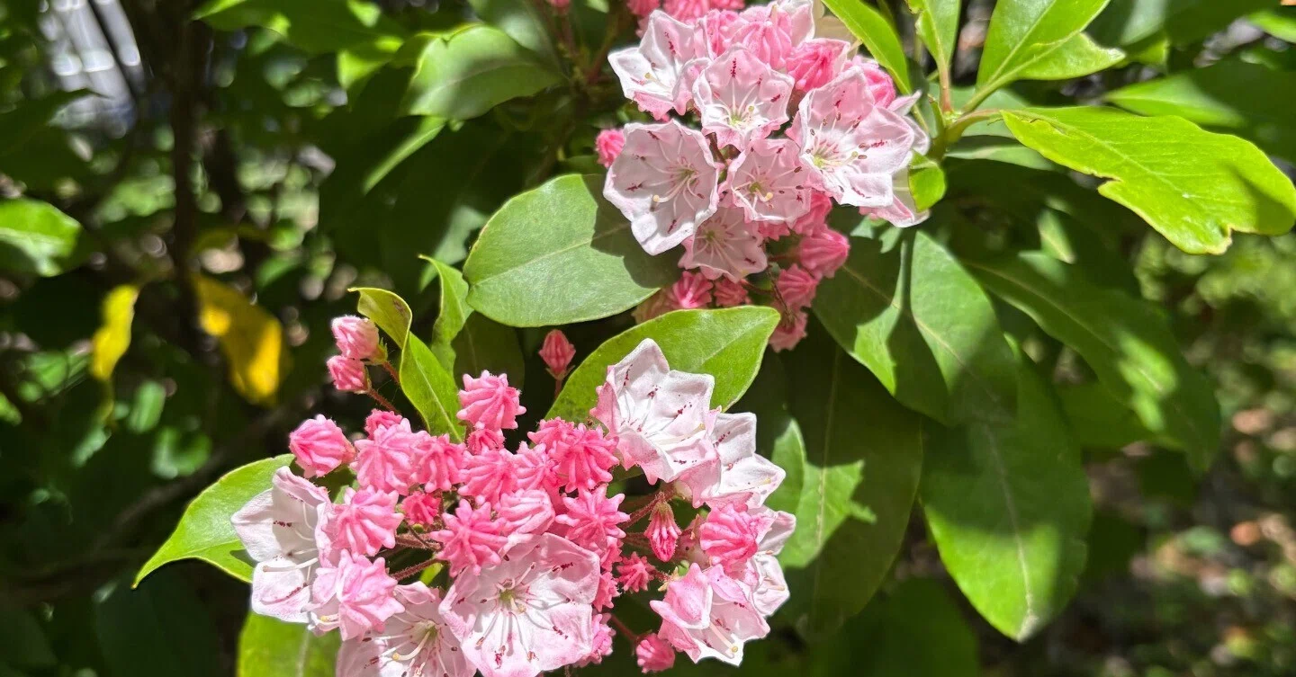 草花 スカビオサ アソート 】 出荷はじまりました🫶🏻 切り花タイプの