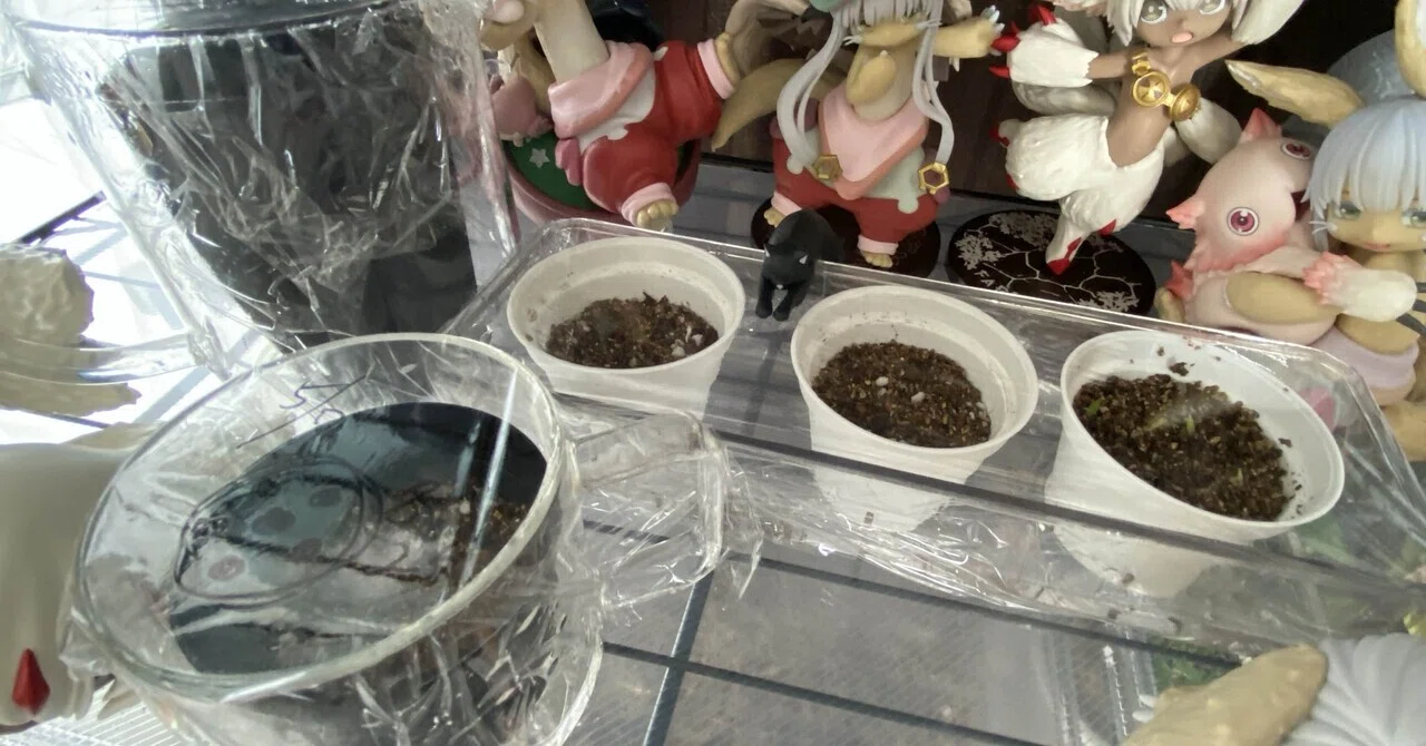 種の嫌光性を検証した【実生ハオルチア】｜フレッシュソノダ