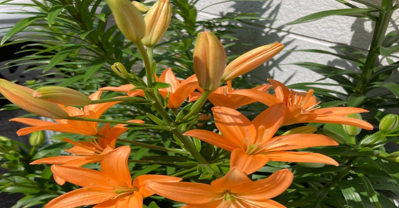 オレンジのユリの花言葉は 華麗 ぶんぶん ミニマリスト研究家 アマ Note