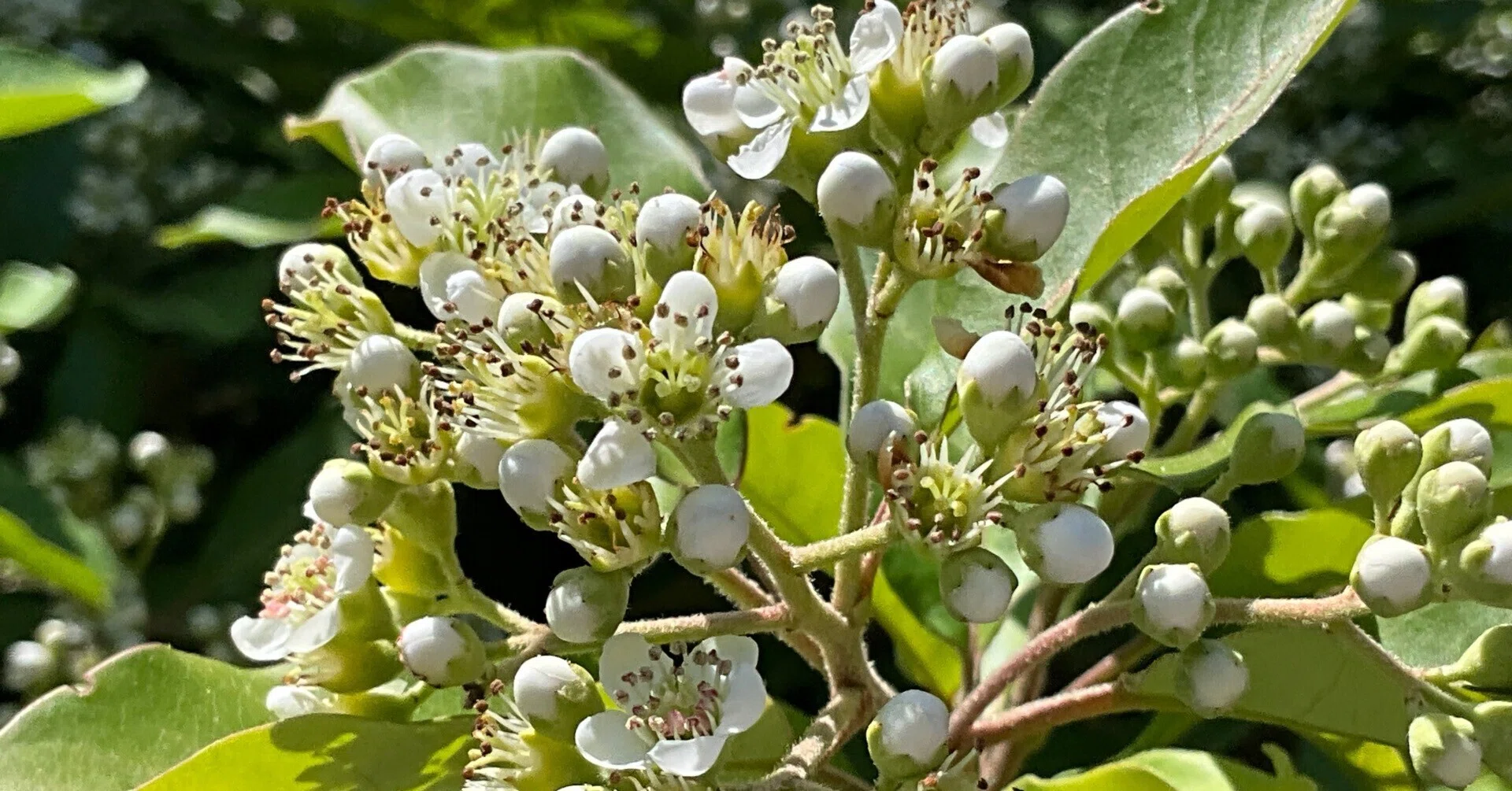 Photinia davidiana (Kyoto Botanical Gardens): May 14, 2026  (Thursday)