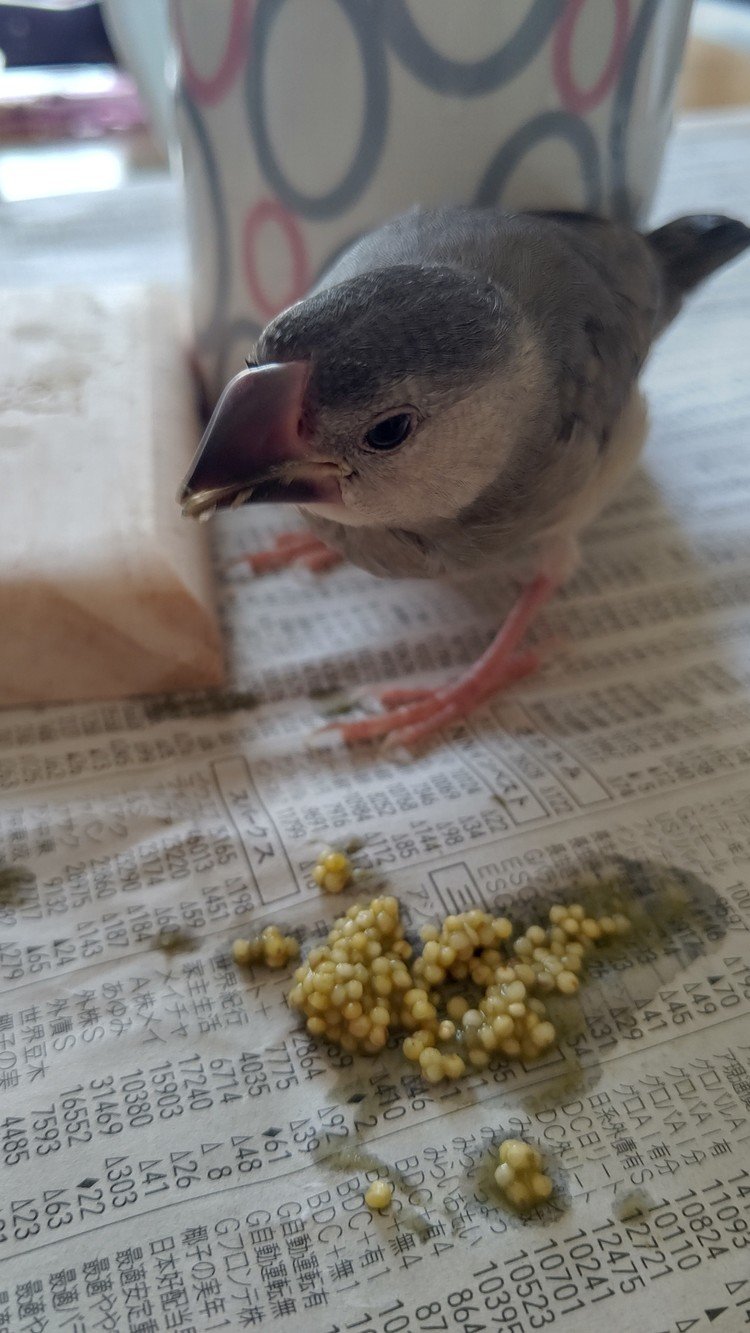 文鳥可愛い の新着タグ記事一覧 Note つくる つながる とどける
