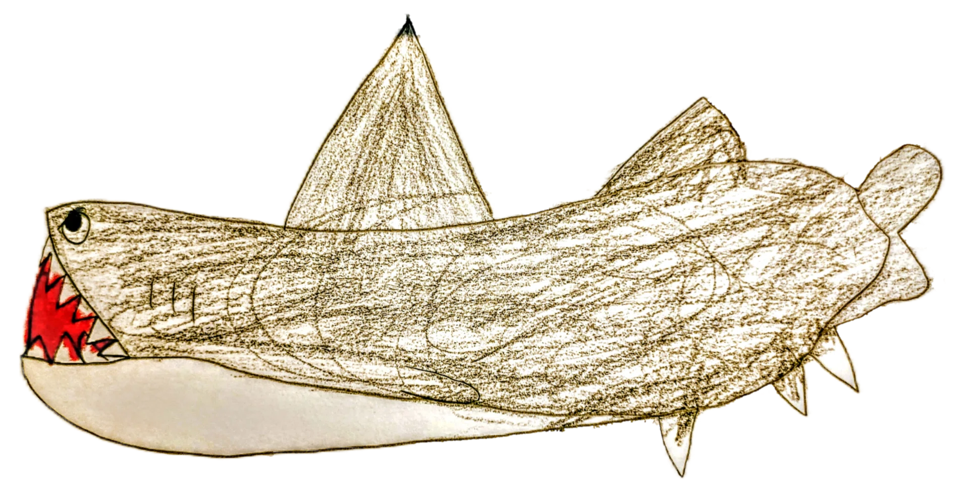 Ocean Gallery】No.2 シロワニ｜otomame