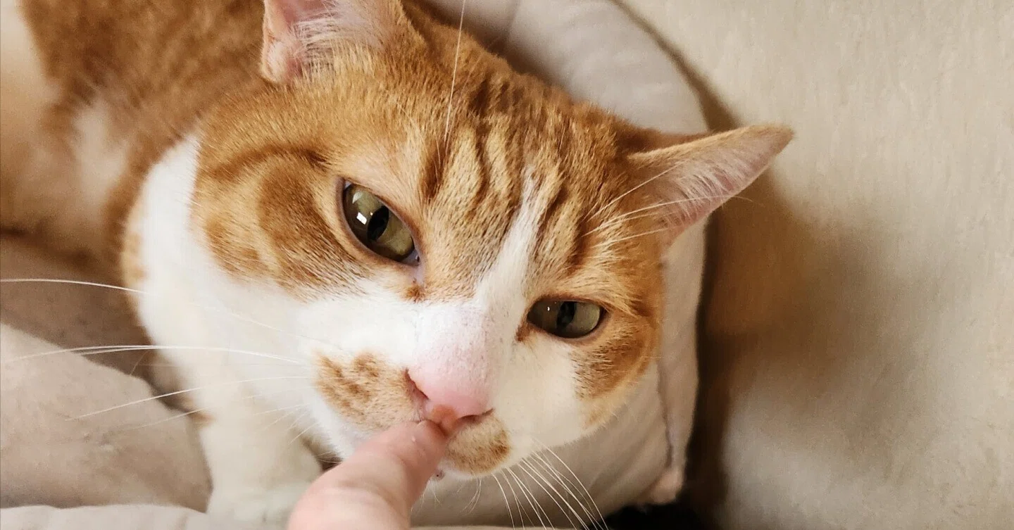 n+g】保護猫寄付つきハンドメイドピアス(猫モチーフ以外ver