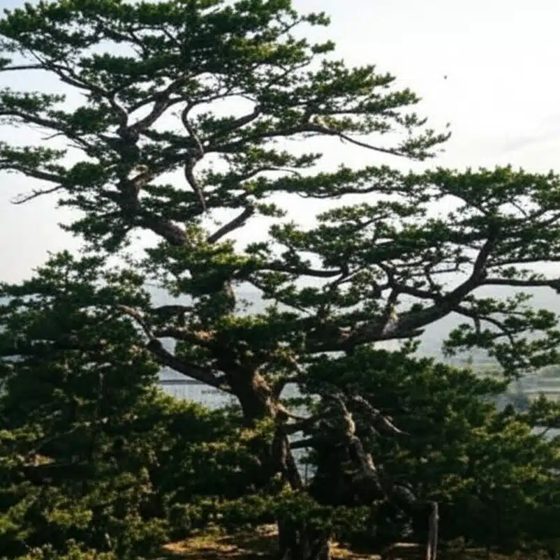 大松