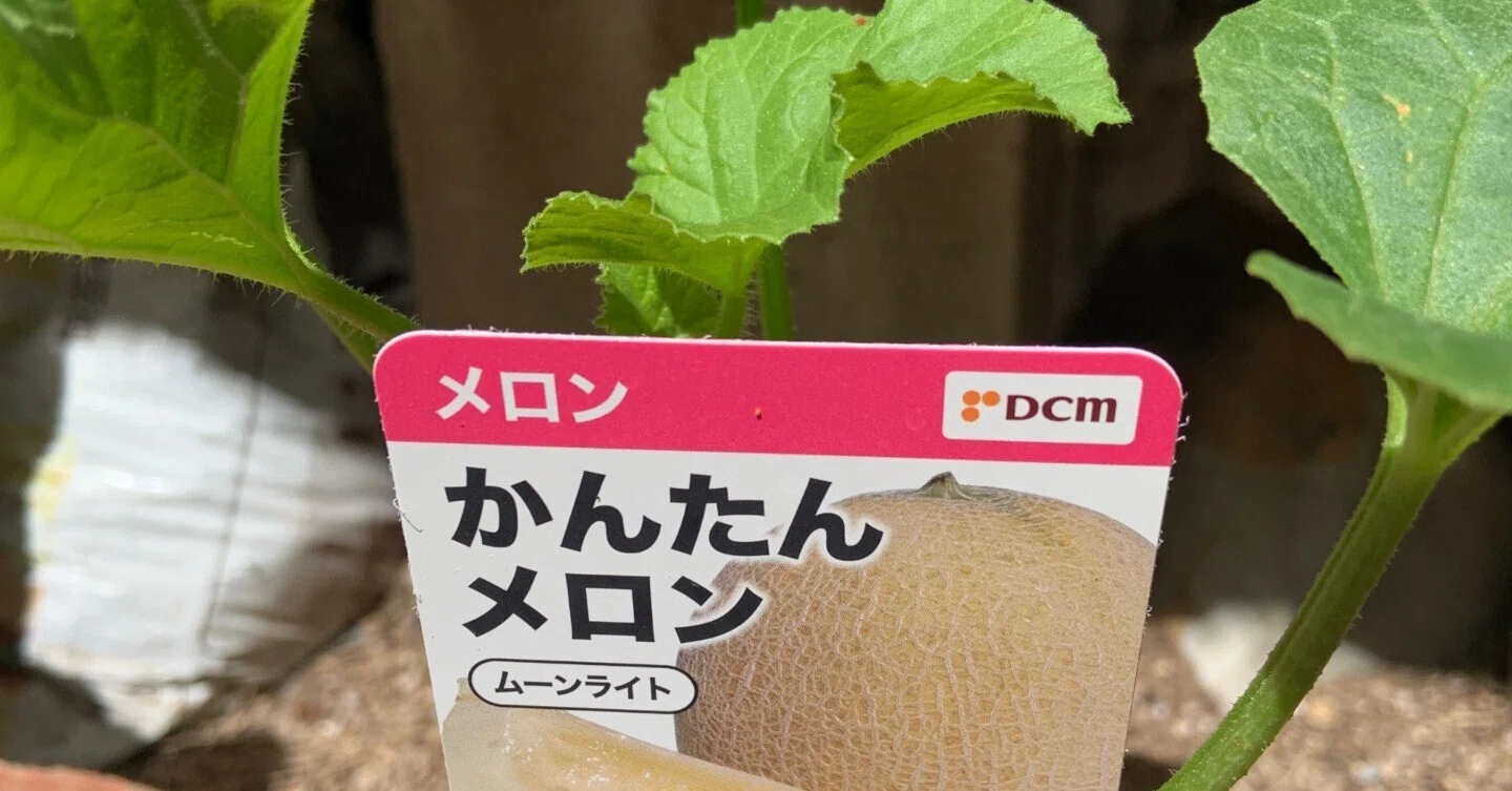 Purchased 'Moonlight' and 'Cupid' Melon Seedlings｜Yukitaka | 旅行
