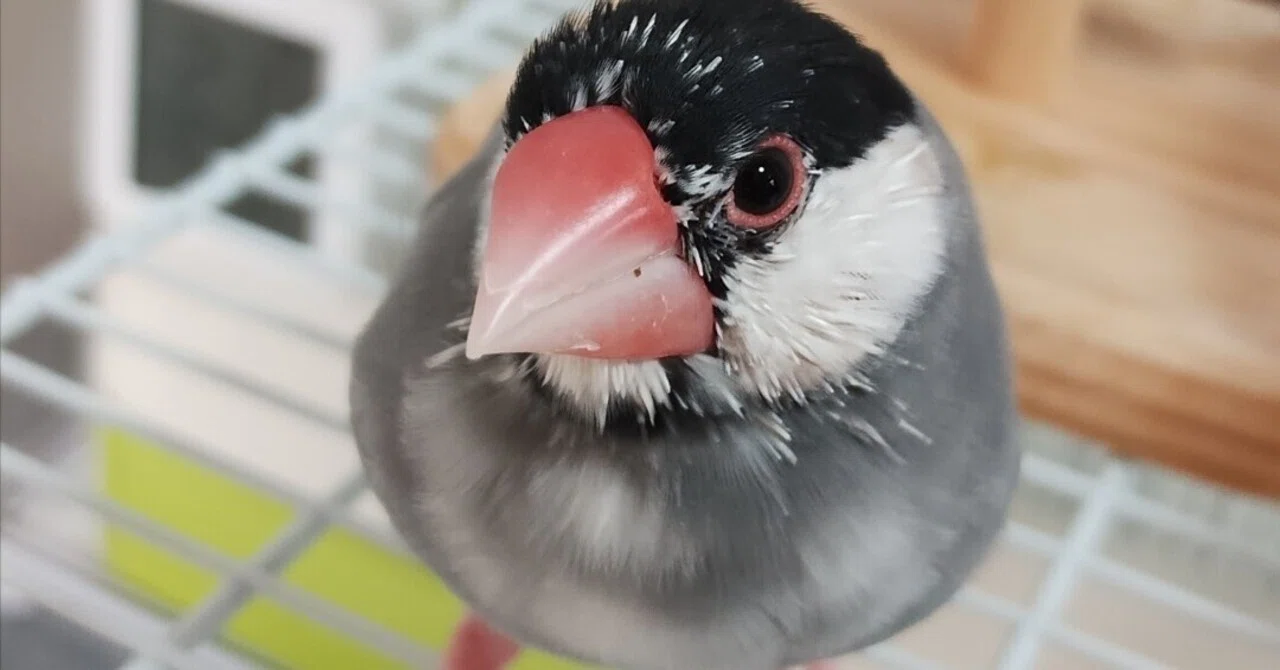 桜文鳥♂2歳、もちもちさを取り戻す｜とかい