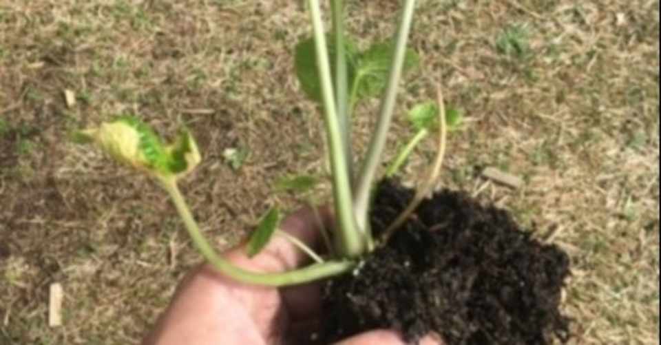 私的ワサビ栽培覚書 Mi2yo4 Note