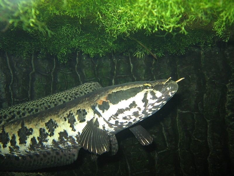雷魚は外来種 中村 翼 Note 雷魚は外来種 中村 翼 Note