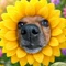 にじみ犬