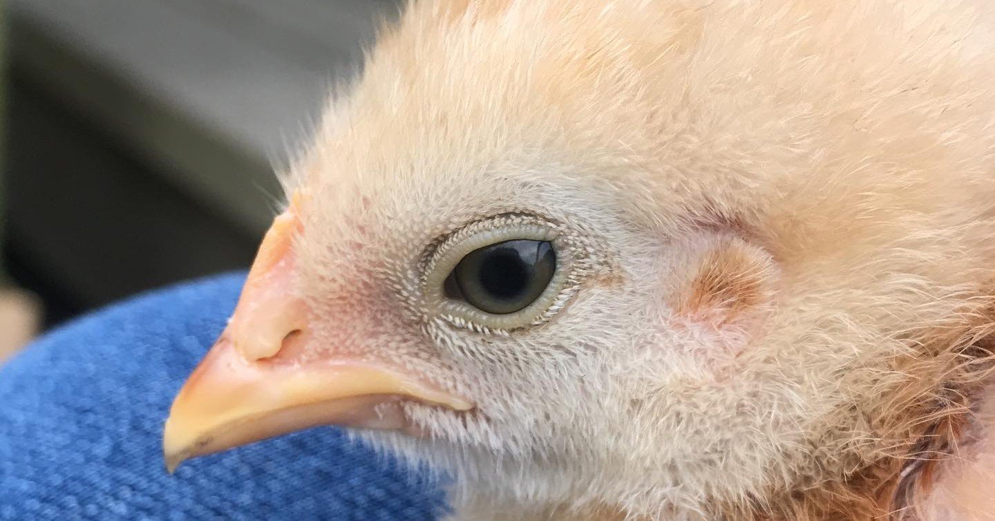 ポストコロナとは 自然養鶏である 小野寺愛 Note