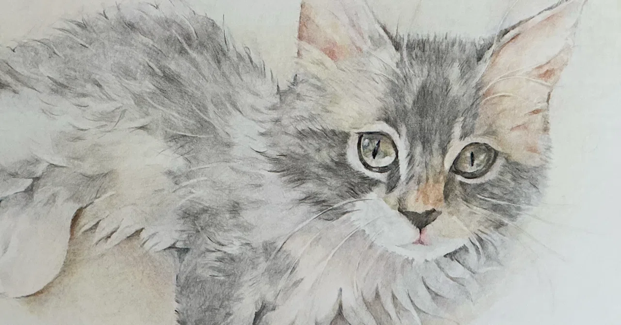 もふもふ特等席 色鉛筆画 ふわふわ子猫 色鉛筆画｜ぎんなん