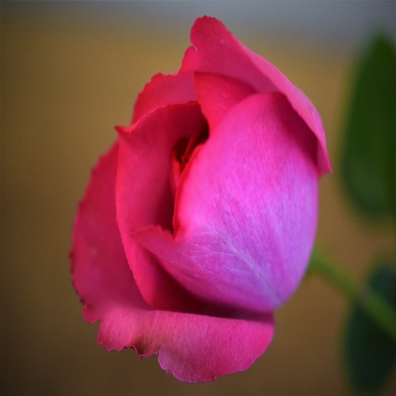 花図鑑 薔薇 イブピアッチェ はこねフローリスト Note