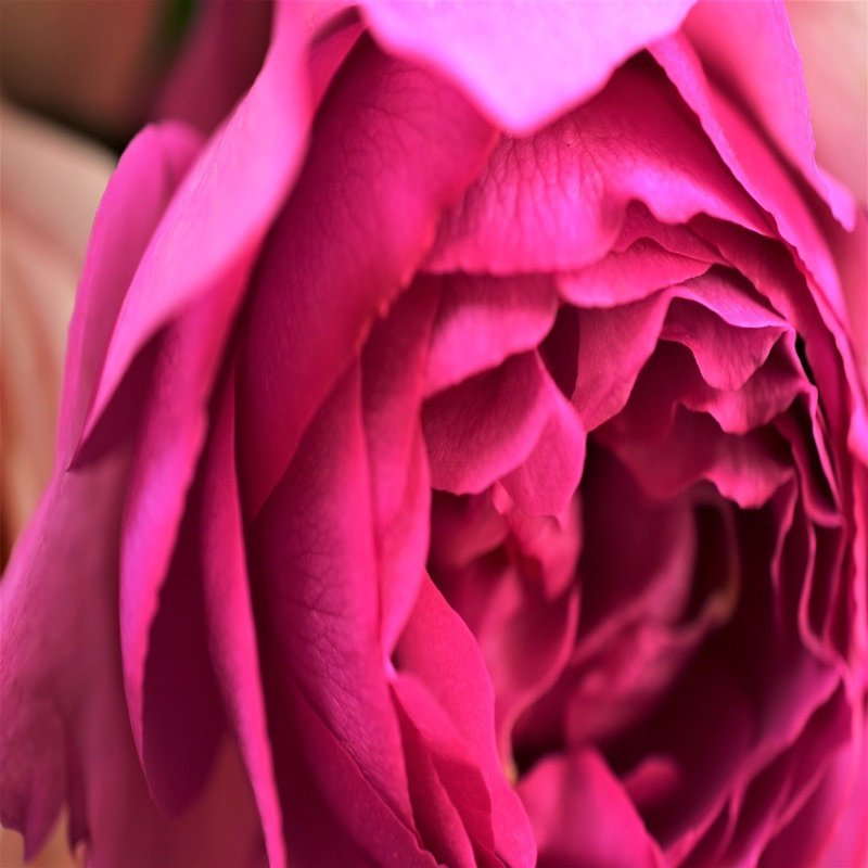 花図鑑 薔薇 イブピアッチェ はこねフローリスト Note