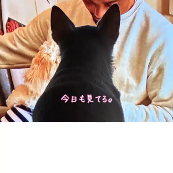 まき