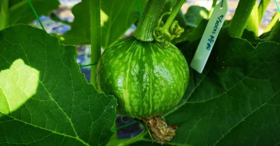 06 05 金 バジルの摘芯 マリーゴールドの定植 トレイで6種類を播種 56 57品目 廣瀬 俊治 Note