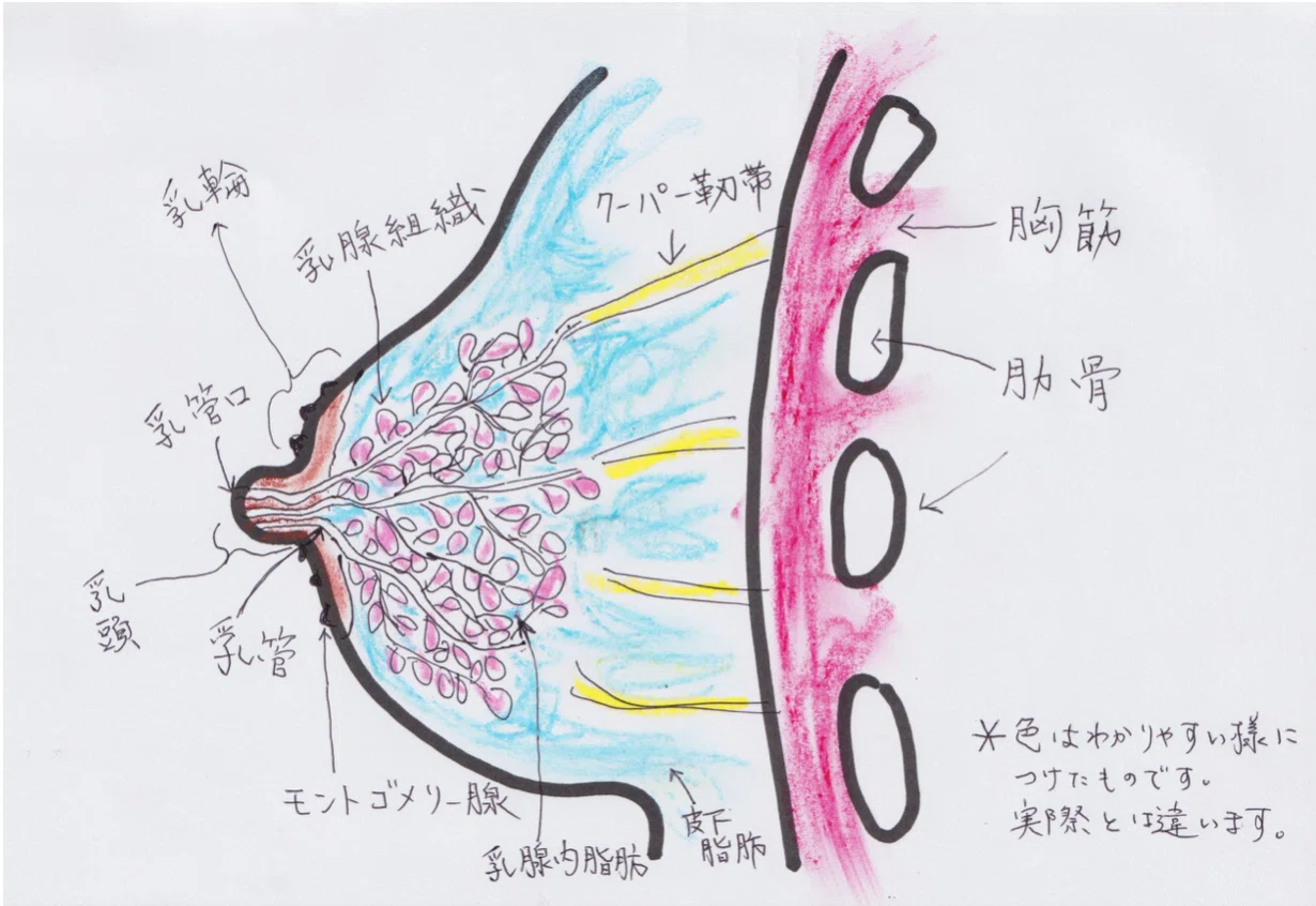 お産前に知りたい母乳育児のこと ①|Mahya|note
