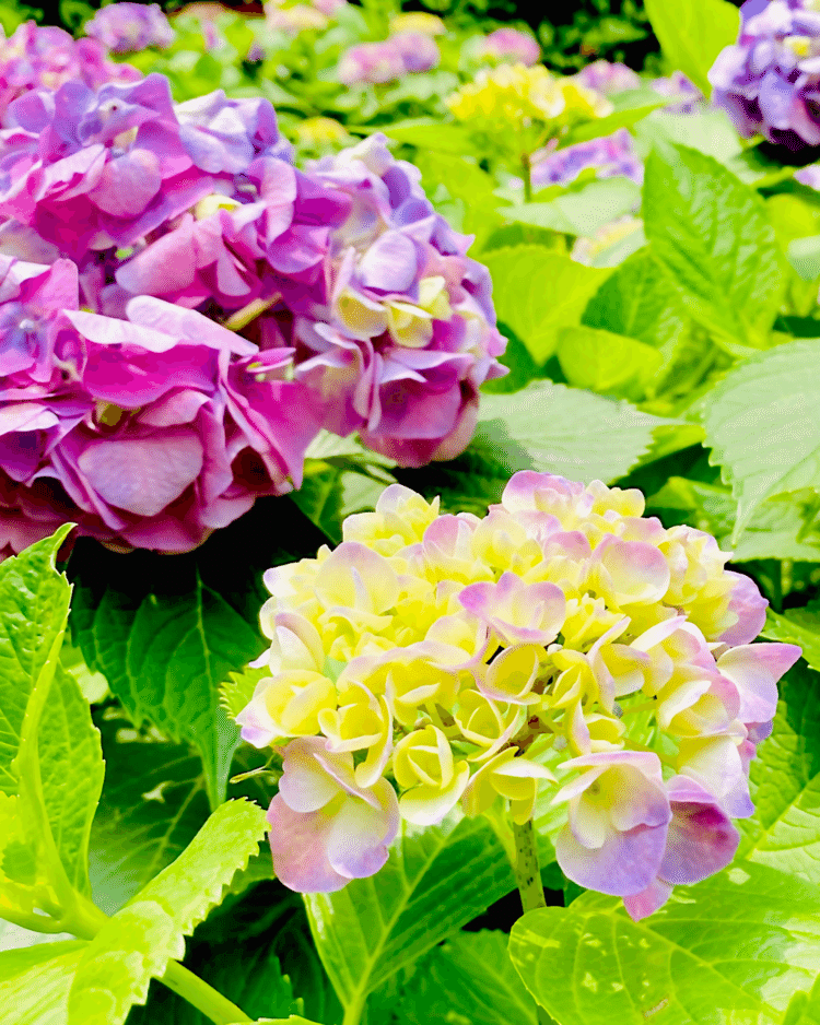暑さにうなだれても
いつもより鮮やかに

#花テロ　#紫陽花　