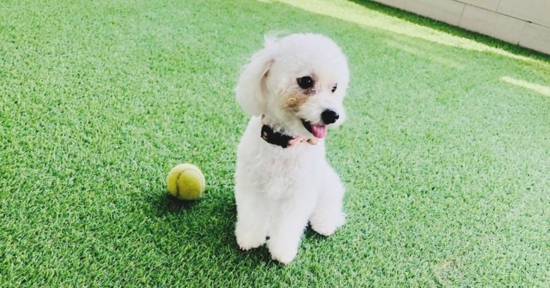 犬を飼いたい けど うまく犬と暮らせるかなぁ いかに快適に犬と暮らすかは 一緒に暮らしていく中で探すしかない 笑 トイプードルと筋トレに 救われたアラサー Note