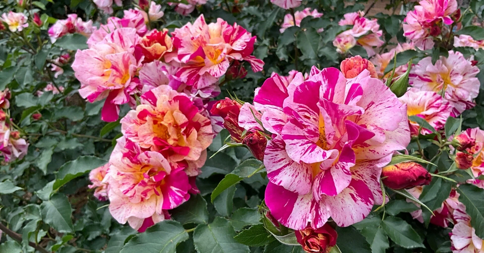 エドガー・ドガ（京都府立植物園）：2026年5月10日（日）｜藤井秀昭