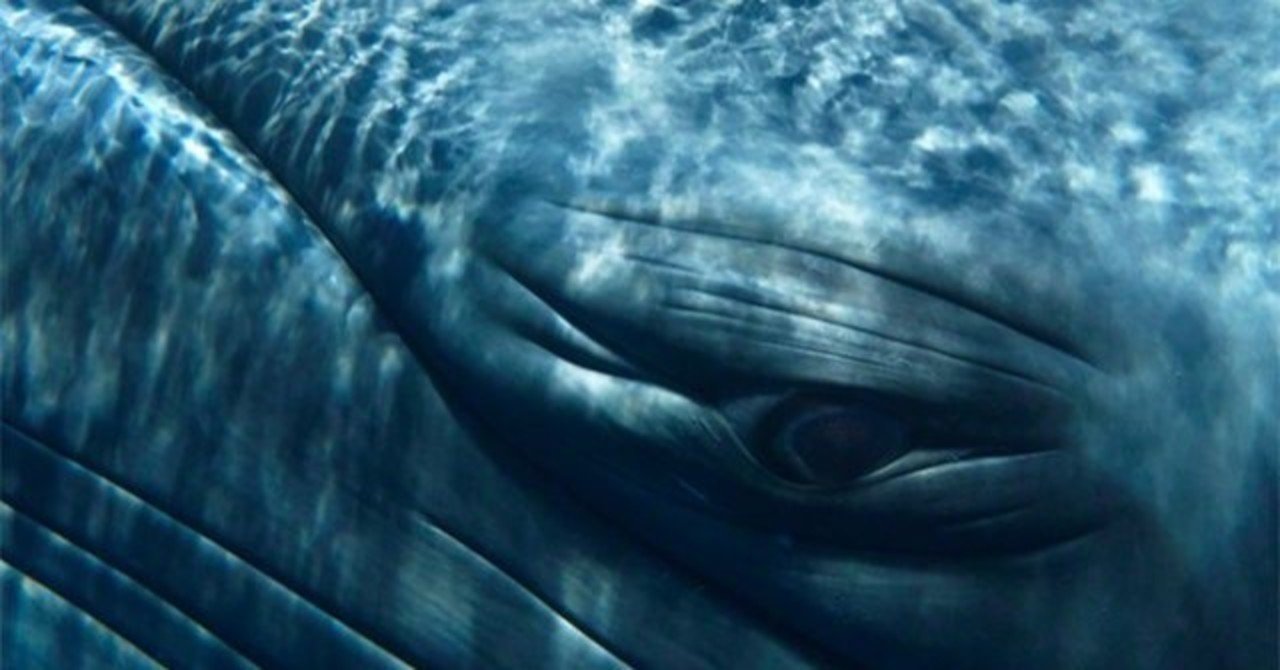 鯨から学ぶ 受け入れる生き方 Deep Japan Lab 根っことつながる旅にでよう Note 鯨から学ぶ 受け入れる生き方 Deep Japan Lab 根っことつながる旅にでよう Note