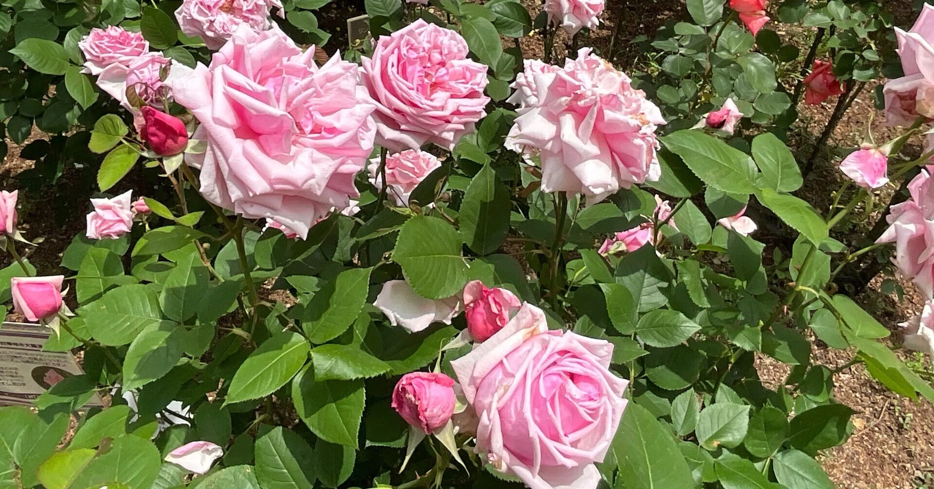 ラ・フランス（京都府立植物園）：2026年5月9日（土）｜藤井秀昭