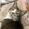 もちもちものち