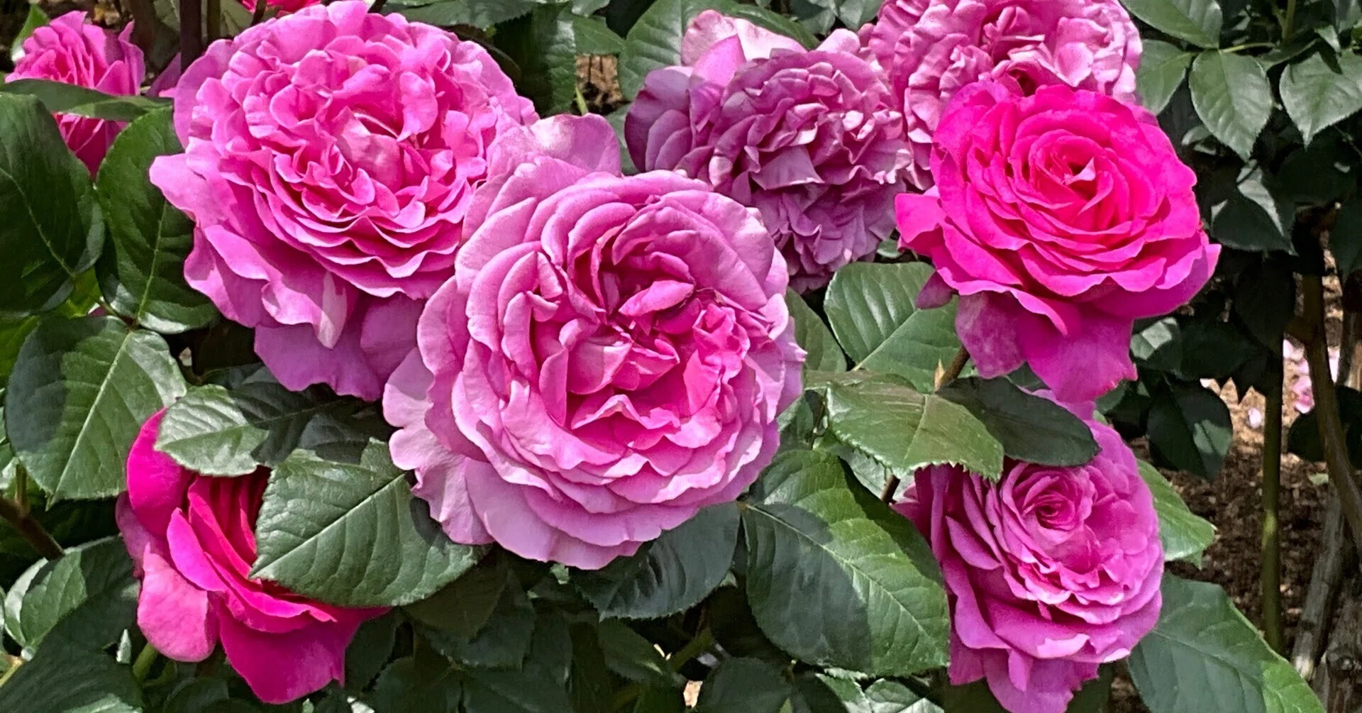 シャルトルーズ・ドゥ・パルム（京都府立植物園）：2026年5月6日（水