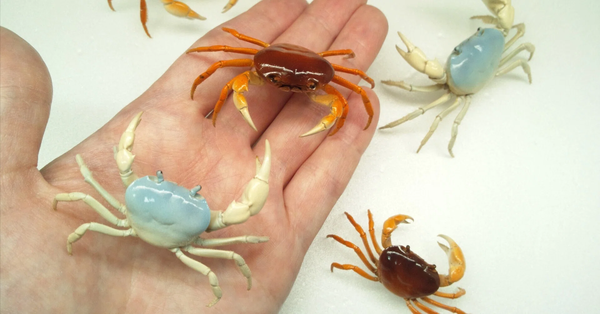 剥製の作り方 ～サワガニ編～｜魚道部！/ 剥製師 力石眞弘 (ﾁｶﾗｲｼ ﾏｻﾋﾛ)