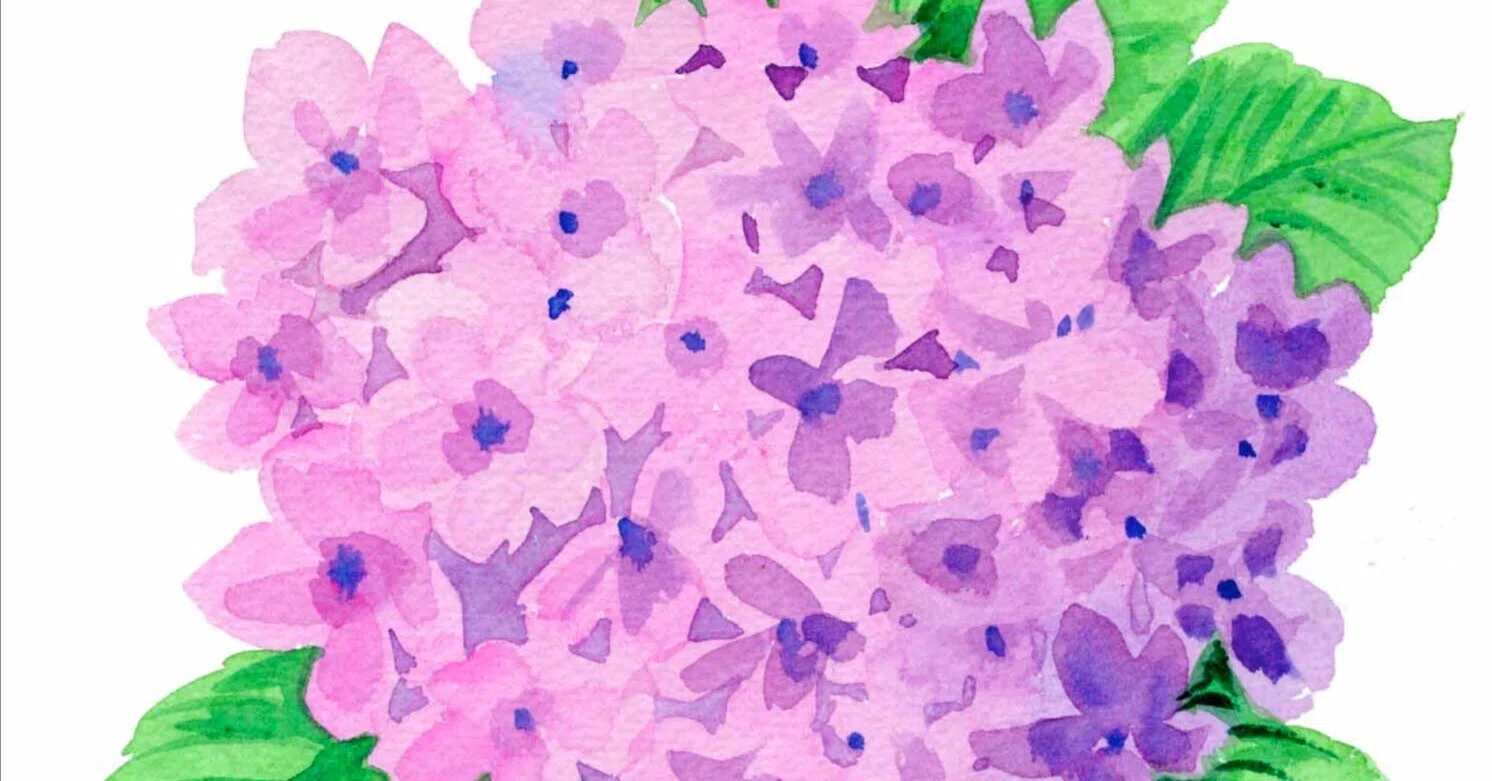 今夜はこんな紫陽花です。｜kinta65