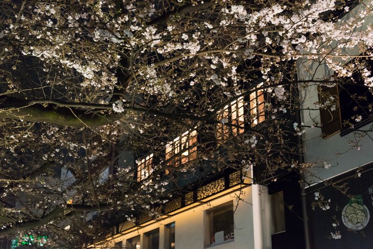 夜の高瀬川は桜が三分咲きでどこか幻想的♡