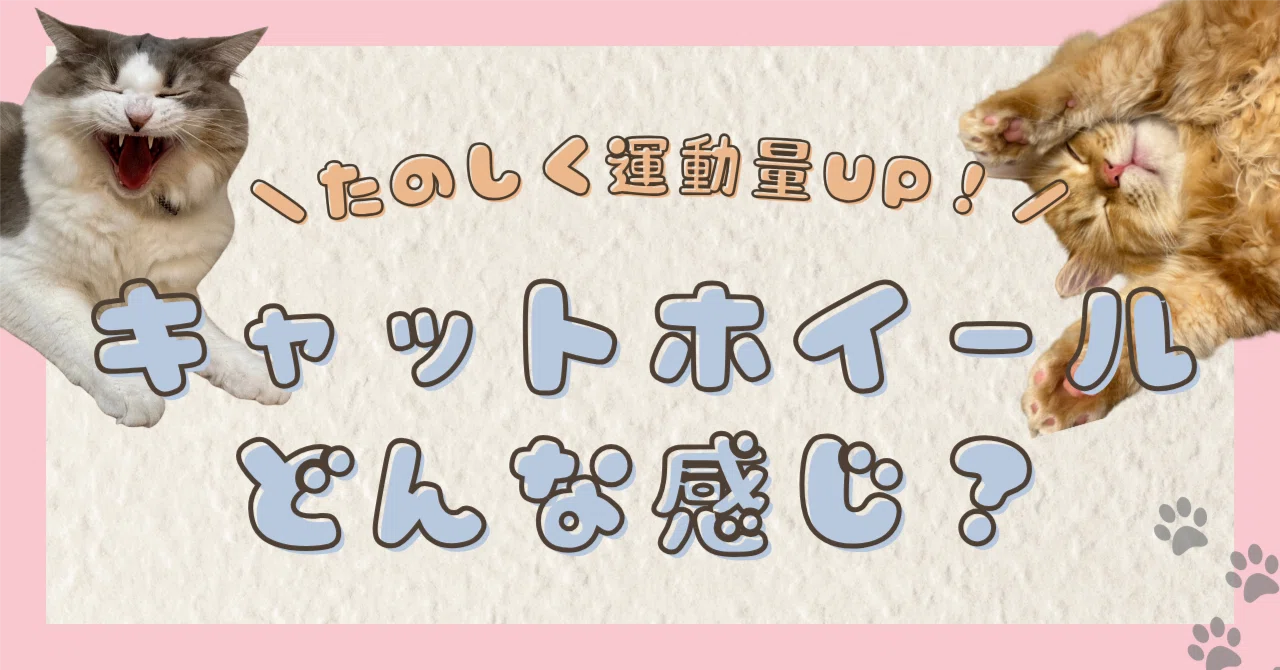 キャットホイールの反応はいかに 本当に猫は使うのか tyu pe fuwaneko 愛猫と暮らし