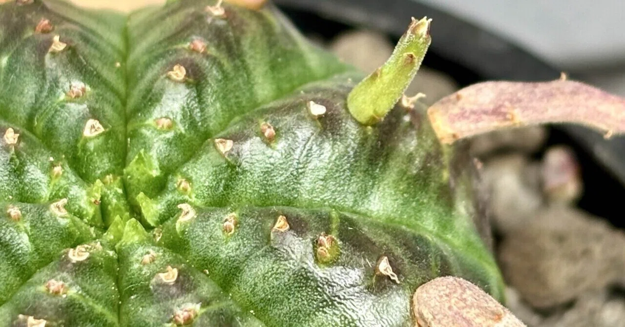 ユーフォルビア|バリダ|個体差｜cova 塊根植物に沼った美容師の独り言
