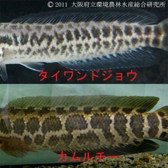 雷魚は外来種 中村 翼 Note 雷魚は外来種 中村 翼 Note