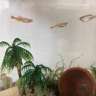 アカヒレ稚魚の成長記録 生後23日 魚と暮らす Note