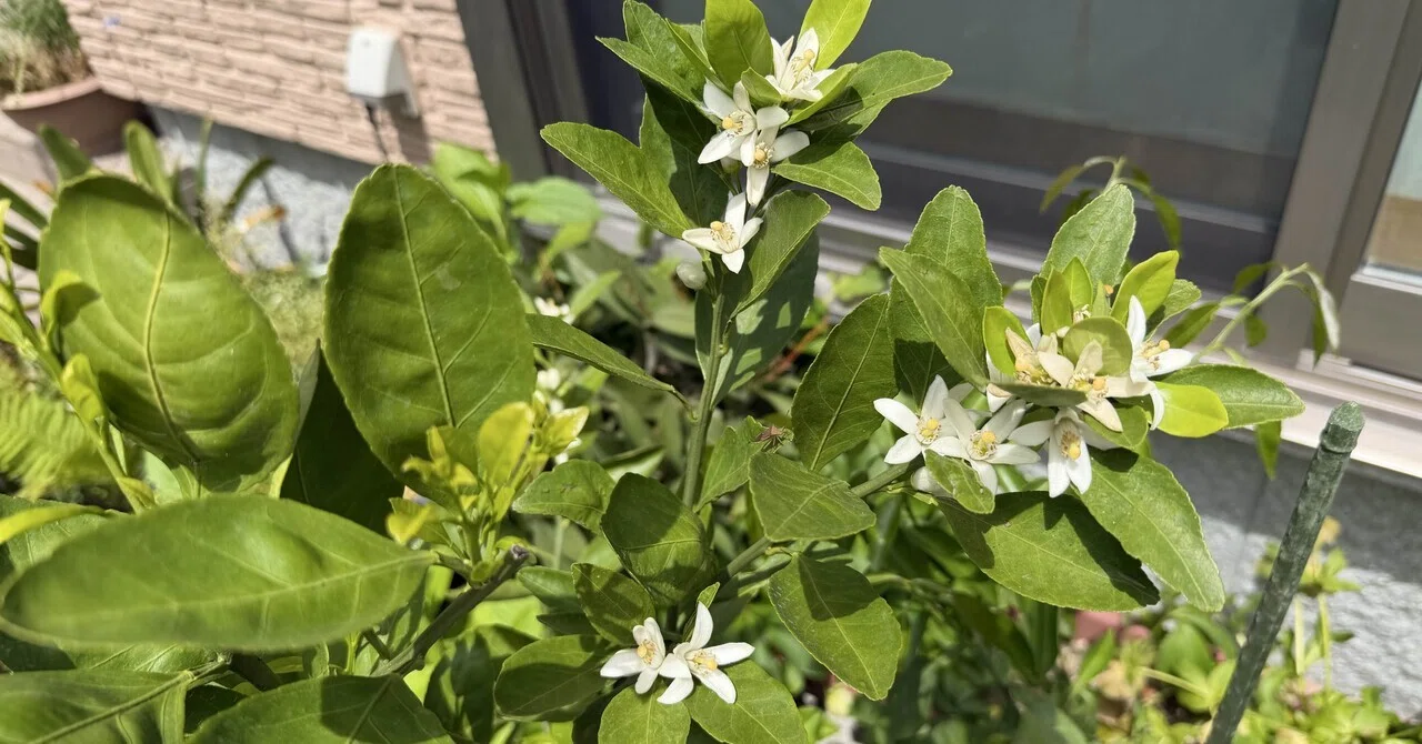 柑橘の花が咲いた｜Hirokazu Nishi