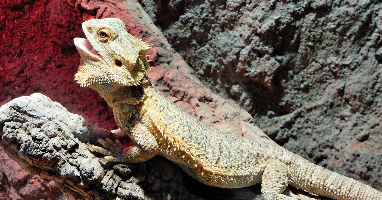 Bearded Dragon: How to Interact During the First Week and Avoid Being ...