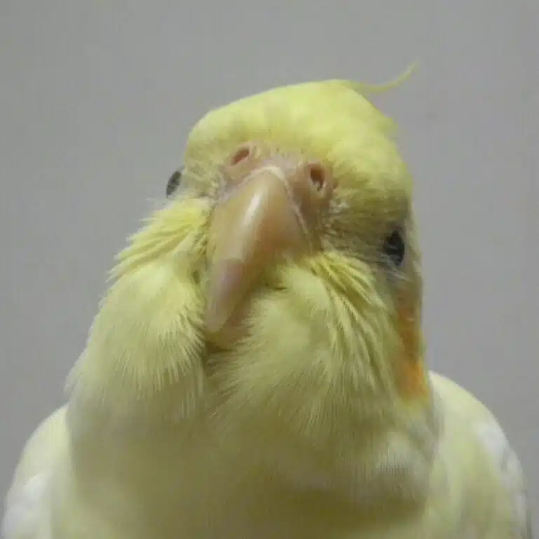 星のさえずり舎