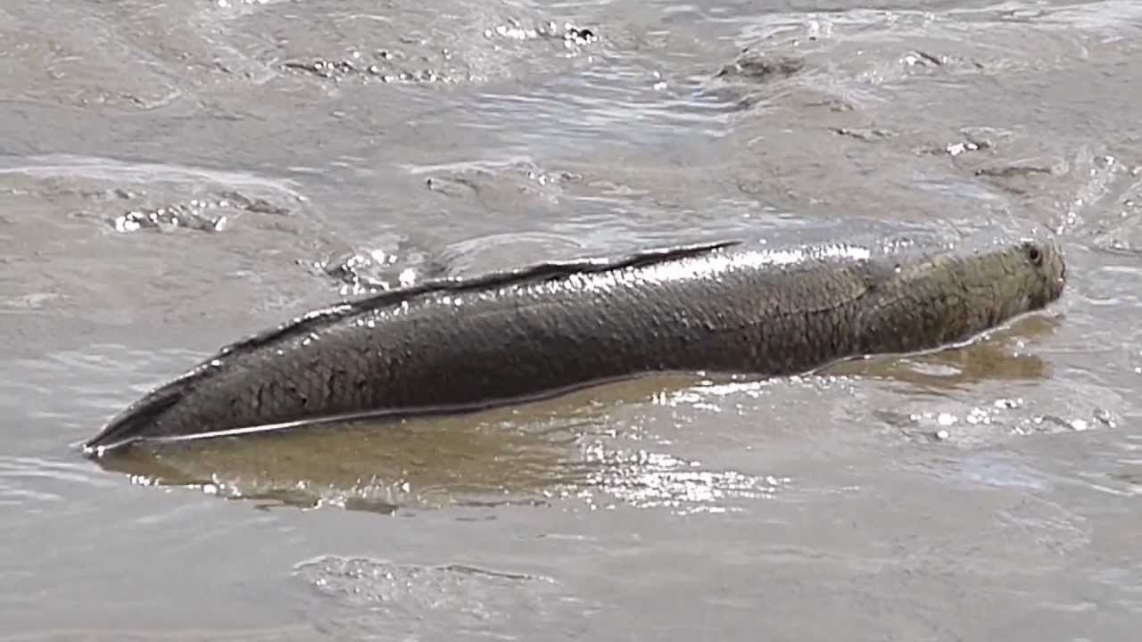 雷魚は外来種 中村 翼 Note 雷魚は外来種 中村 翼 Note