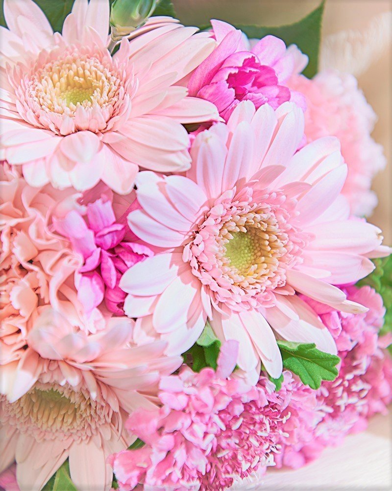 花図鑑 ガーベラ はこねフローリスト Note