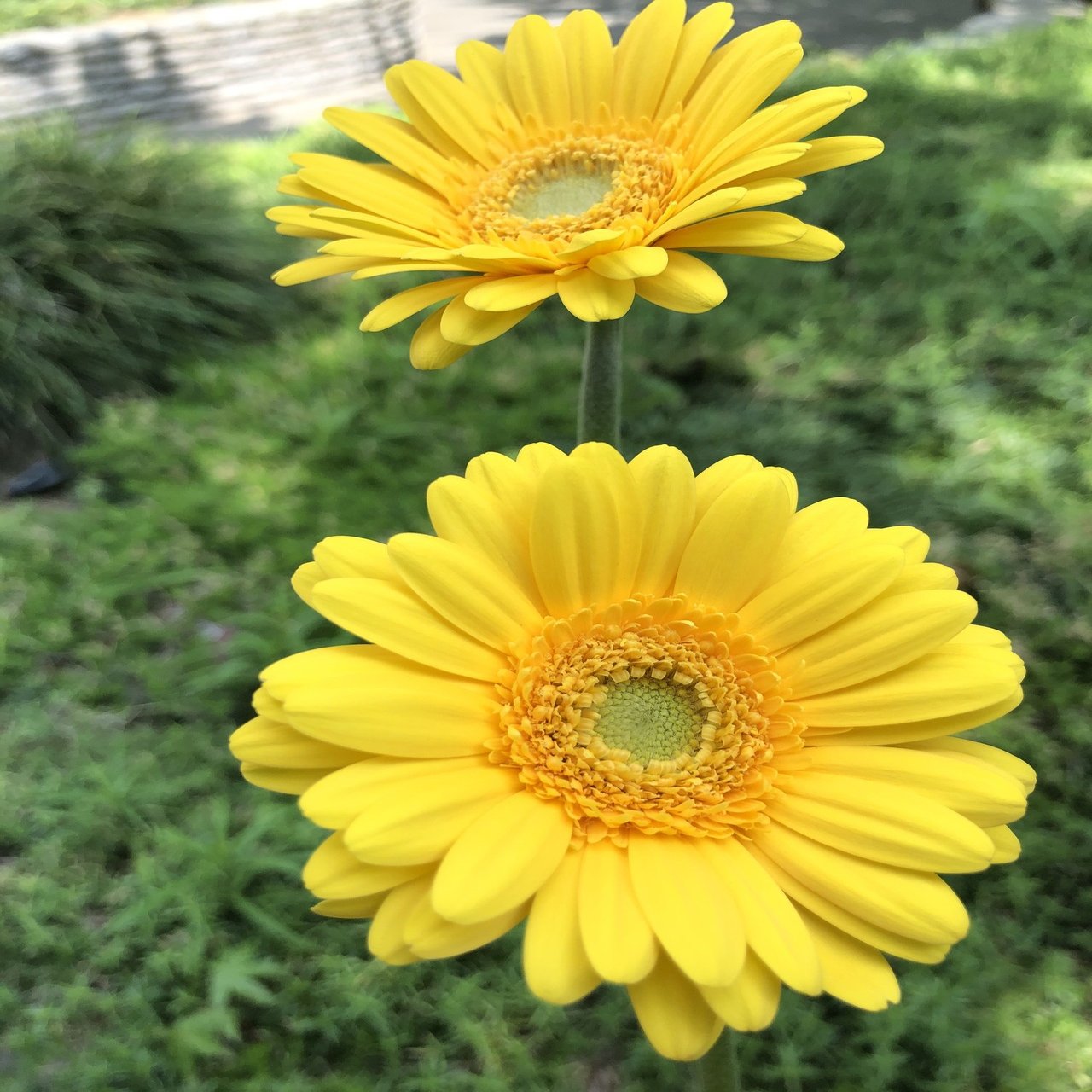 花図鑑 ガーベラ はこねフローリスト Note