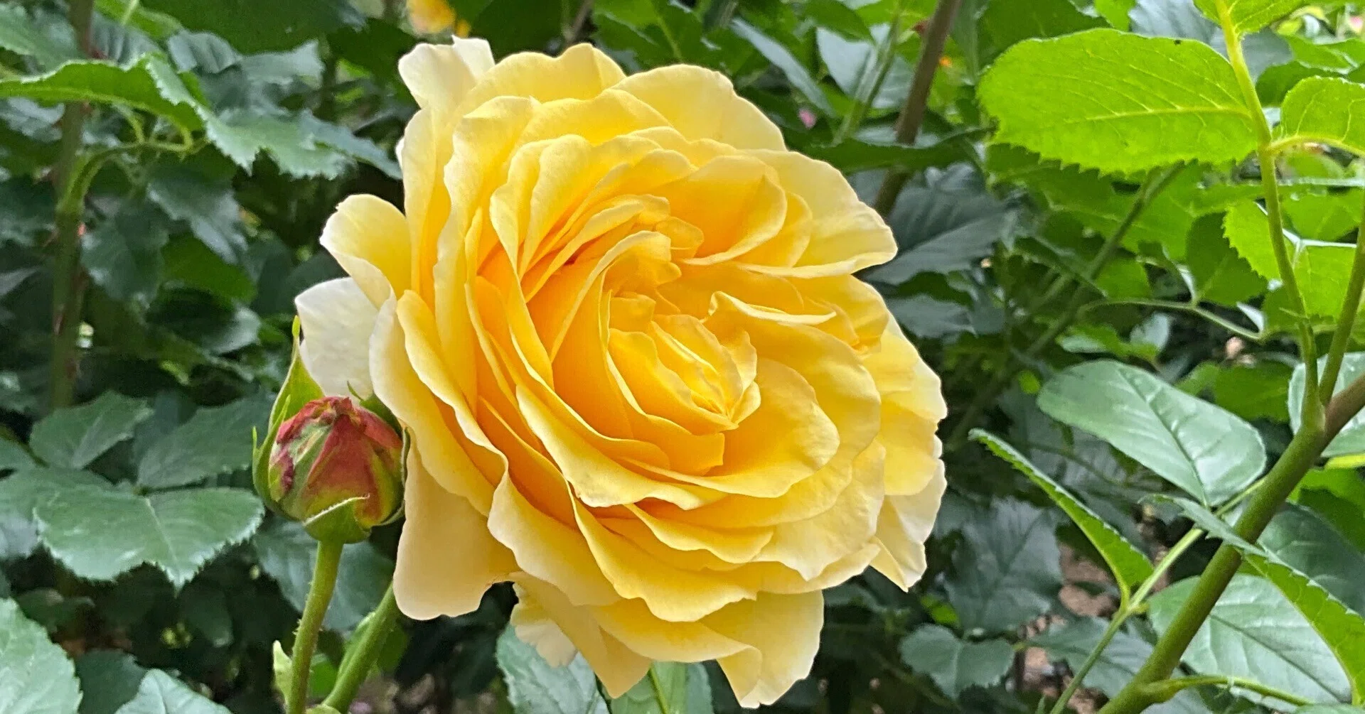 フランス・アンフォ（京都府立植物園）：2026年5月13日（水）｜藤井